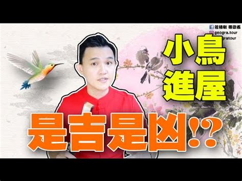 自來鳥風水|【自來鳥 風水】自來鳥風水好嗎？屋內有自來鳥代表什麼？